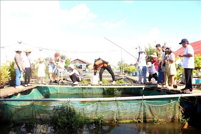 Mỗi ngày, Bè cá Bảy Bon (thuộc HTX du lịch Cồn Sơn, quận Bình Thủy) thu hút khoảng 800 - 1.100 lượt khách đến tham quan, tìm hiểu về các loài cá trên sông Hậu. Ảnh: Thu Hiền - TTXVN