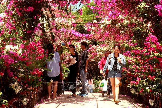 Càng về trưa 28/4, các điểm du lịch ở Cần Thơ tiếp tục thu hút lượng lớn du khách đến tham quan, đặc biệt là du lịch sinh thái, miệt vườn. Ảnh: Thu Hiền - TTXVN